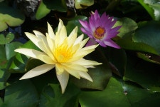 Lotus Flower Yellow White - Free photo on Pixabay