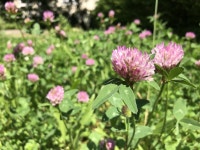 레드 클로버 자주색 - Pixabay의 무료 사진