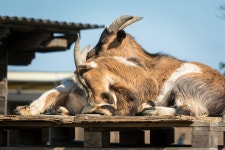 염소 나머지 농장 - Pixabay의 무료 사진 Pixabay의 무료 이미지 - 염소, 나머지, 농장, 가축, 무대, 친구, 우정, 농업