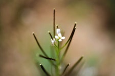 2+ Free Foam Herbal & Foam Flower Photos - Pixabay