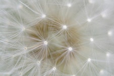 Nature Dandelion Macro Close - Free photo on Pixabay