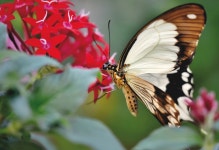 나비 열 대 이국적인 - Pixabay의 무료 사진 - Pixabay 나비 열 대 이국적인 - Pixabay의 무료 사진