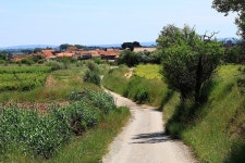 자연 포도 원 나무 - Pixabay의 무료 사진