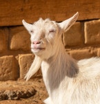 Page 2 - 100,000+ Free White Goat & Goat Photos - Pixabay