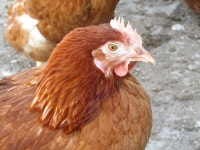 10,000+ Free Chicken Run & Chicken Images - Pixabay