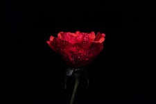 피 장미 레드 로즈 사랑 - Pixabay의 무료 사진