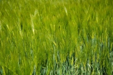 Wheat Field Agriculture - Free photo on Pixabay