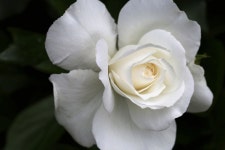 50,000개 이상 무료 Rose 및 자연 사진 - Pixabay