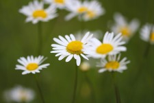 40,000+ Free Very Beautiful & Nature Photos - Pixabay
