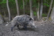 Wild Boar Pig Sows The - Free photo on Pixabay