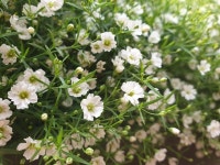60,000 + 무료 White Flower & 자연 이미지 - Pixabay