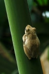 Scaphiopus Holbrookii 두꺼비 구 - Pixabay의 무료 사진