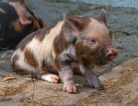 10,000+ Free Suckling Pig & Pig Photos - Pixabay