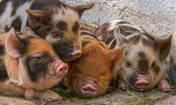 10+ Free Kunekune & Pig Photos - Pixabay