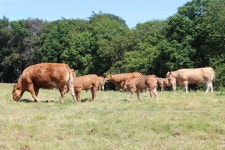 1+ Free Voiswinkel & Pasture Photos