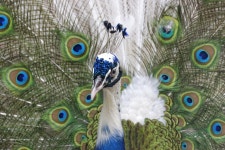 30,000+ Free Peacock Head & Peacock Photos - Pixabay