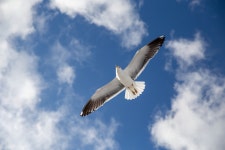 Seagull Norway Nature - Free photo on Pixabay