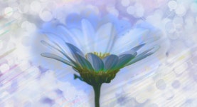 Flower Plant Bloom - Free photo on Pixabay Free Image on Pixabay - Flower, Plant, Bloom, Spring