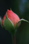 Flower Rose Bud - Free photo on Pixabay