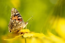 Butterfly Insects Nature - Free photo on Pixabay Free Image on Pixabay - Butterfly, Insects, Nature, Flowers