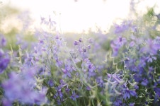 Blooming Field Summer Violet - Free photo on Pixabay