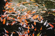 Fish Fire Red - Free photo on Pixabay