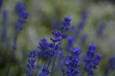 5,000+ Free Lavenders & Nature Images