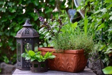 Basil Bush Thyme Herbs - Free photo on Pixabay