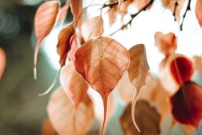 200 + 무료 Ficus & 무화과 이미지 - Pixabay