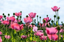 20,000+ Free Poppy Pink & Poppy Photos - Pixabay