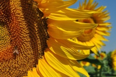 Yellow Sunflower Sunflowers - Free photo on Pixabay - Pixabay Yellow Sunflower Sunflowers - Free photo on Pixabay