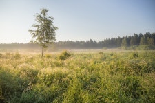 Background Beautiful Birch - Free photo on Pixabay Free Image on Pixabay - Background, Beautiful, Birch