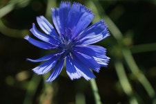 Mean Wegwarte Chicory Blossom - Free photo on Pixabay