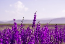 Flowers Purple Lavender - Free photo on Pixabay
