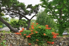 능소화 Flower Korea - Pixabay의 무료 사진 - Pixabay 능소화 Flower Korea - Pixabay의 무료 사진