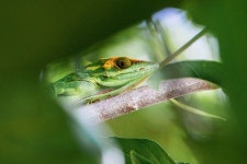 도마뱀 비열한 초록 - Pixabay의 무료 사진