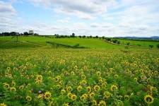 Sunflower Summer Flowr - Pixabay의 무료 사진