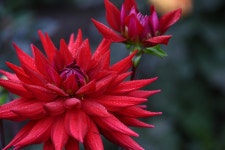 Red Dahlia Bloom - Free photo on Pixabay