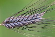 6,000+ Free Emmer Wheat & Wheat Photos - Pixabay