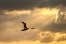 Mute Swan Bird - Free photo on Pixabay