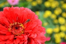 Page 15 - 2,000+ Free Voso & Nature Images - Pixabay