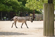 Zebra Zoo Stripe - Free photo on Pixabay