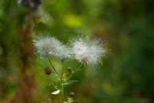 민들레 꽃들 꽃잎 - Pixabay의 무료 사진