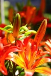 Lilies Flowers Bright Red - Free photo on Pixabay