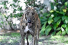 Dog Greyhound Racing Couch - Free photo on Pixabay - Pixabay Dog Greyhound Racing Couch - Free photo on Pixabay