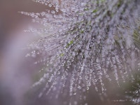 꽃 물방울 자연 - Pixabay의 무료 사진