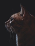 Cat Pet - Free photo on Pixabay
