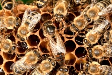 Bees Beekeeping Insect - Free photo on Pixabay - Pixabay Bees Beekeeping Insect - Free photo on Pixabay