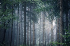 Forest Trees Fog - Free photo on Pixabay