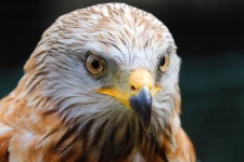 500+ Free Buzzards & Common Buzzard Photos - Pixabay
